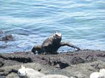 Galapagos (Mar 2009) - Day 09 - 136
